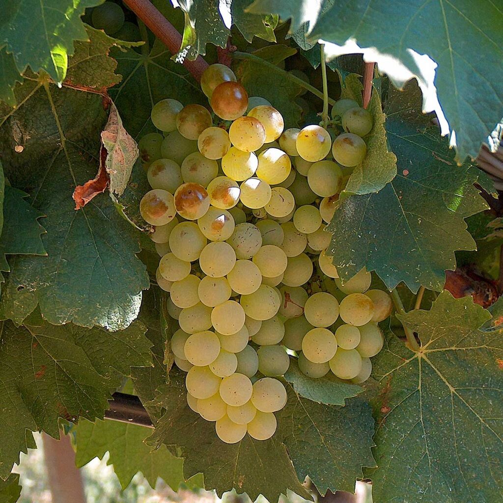 Vermentino - 