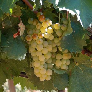 Vermentino - 